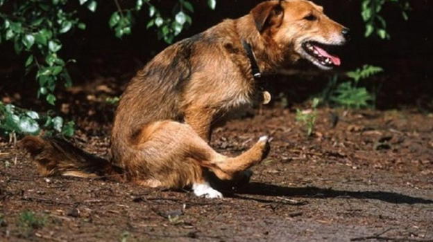 Ecco perché i cani strofinano il sedere a terra, attenti: “Non ignoratelo”