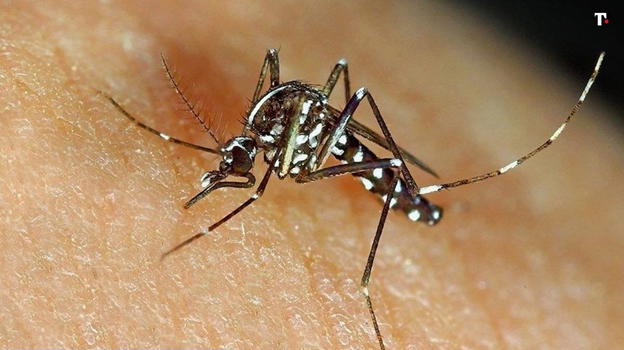 Italia, il virus delle zanzare infette ora fa paura