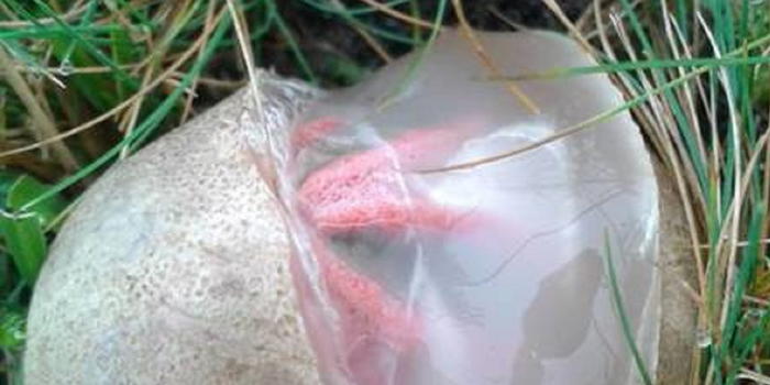 “Aiuto, c’è un mostro nel giardino”: l’agghiacciante scoperta dei carabinieri
