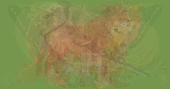 Quale animale hai visto prima nell’immagine?