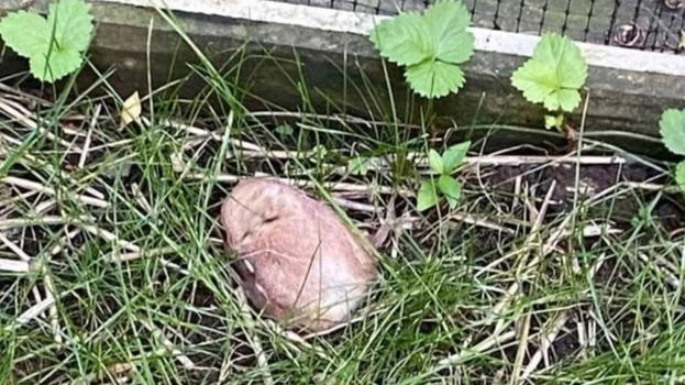 Pensavano fosse un fungo e lo riportano a casa ma poi scoprono l’assurda verità, quello era un..
