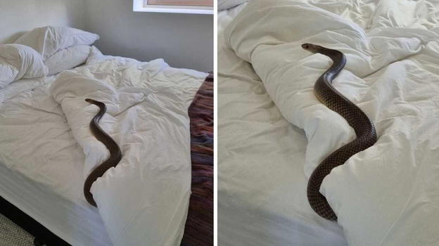 Rientra in casa e trova la moglie a letto con un serpente