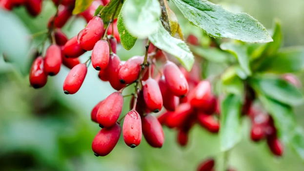 Berberina, i benefici e gli utilizzi: un toccasana per il cuore, le infezioni e gli stati infiammatori