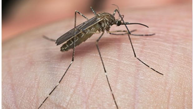 Allarme zanzare in Italia, ecco cosa hanno appena scoperto gli esperti