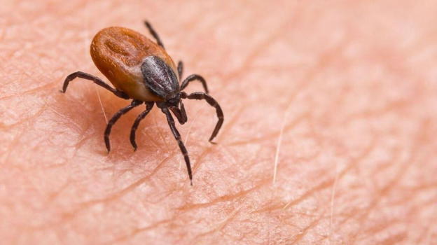 Encefalite da zecca, 18 casi in italia: fate attenzione a questi sintomi