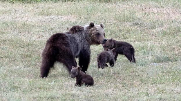 La notizia improvvisa sul Killer dell’Orsa Amarena