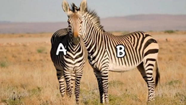 Di quale zebra è la testa? Questa illusione ottica potrebbe metterti in difficoltà,