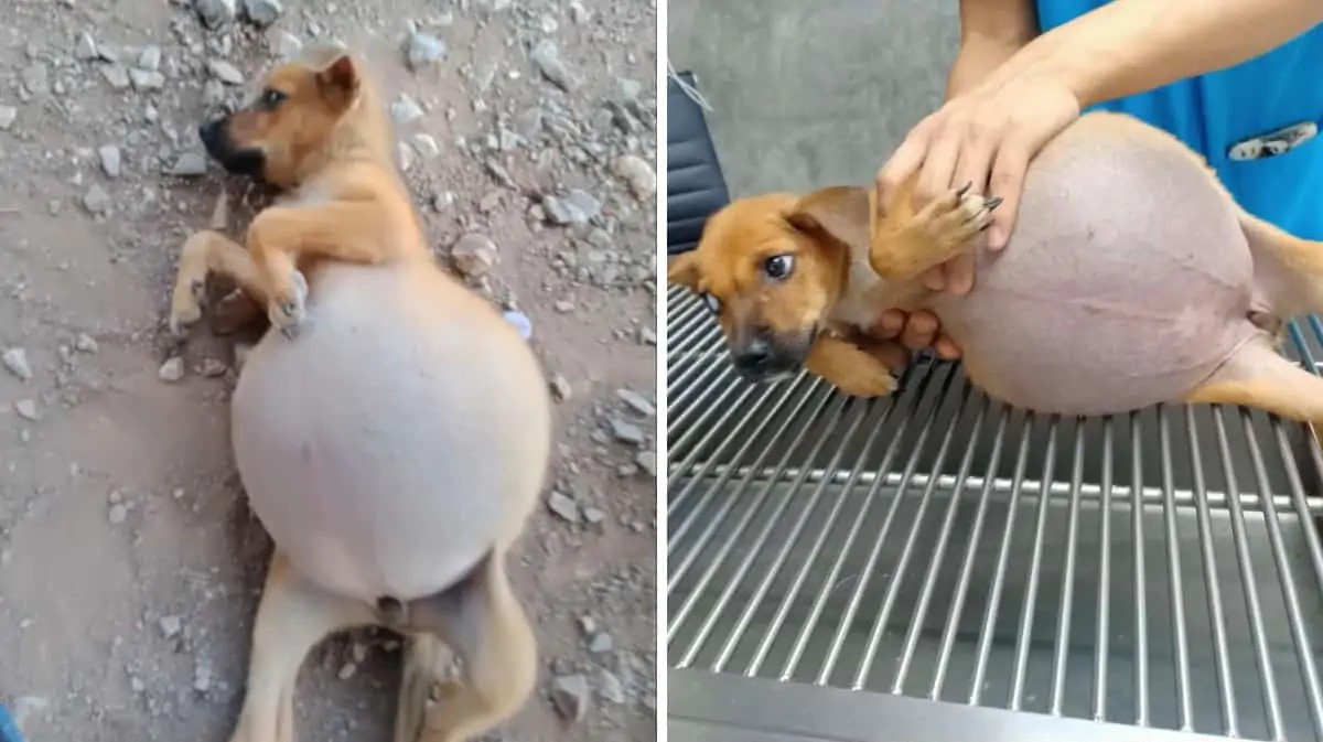 Ragazza soccorre il cucciolo con la pancia gonfia cosa aveva