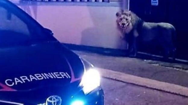 Leone catturato, la scoperta da brividi sulla gabbia aperta