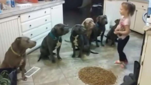 Lascia la figlia con 6 pitbull: ciò che succede dopo è stato visto da 11 milioni di persone
