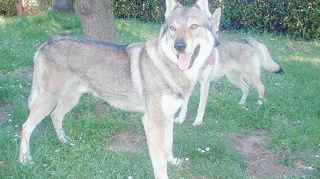 Italia, bimbo di 4 anni e la sua mamma sbranati dal cane