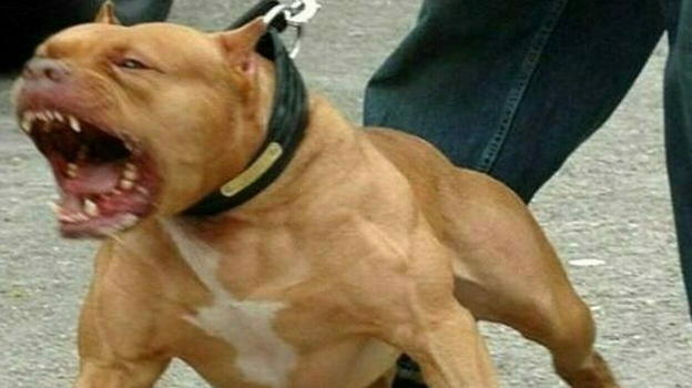 Italia, bimba di due anni azzannata da un pitbull