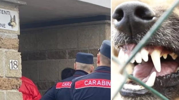 Italia, di nuovo: cani si scagliano contro la nonna e la piccola di due anni