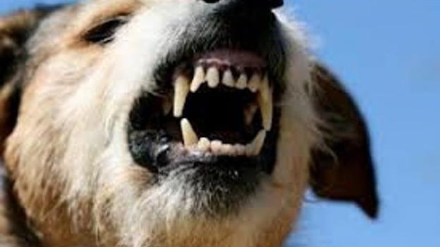 Italia in lutto, sbranata dal suo stesso cane