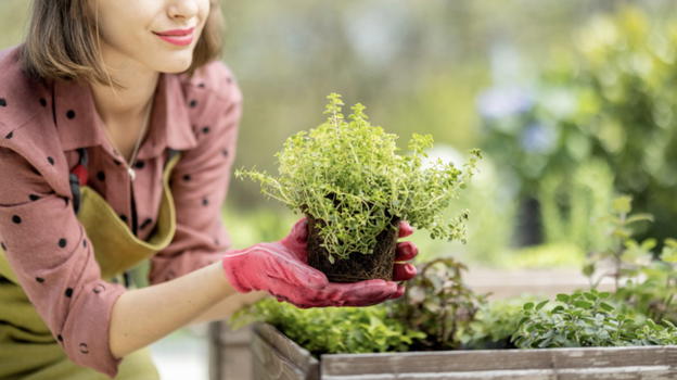 Erbe curative per il corpo e la bellezza, il giardino di primavera