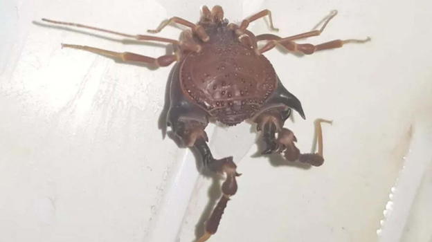 Un uomo entra nella doccia, davanti a lui c’è una creatura da brividi