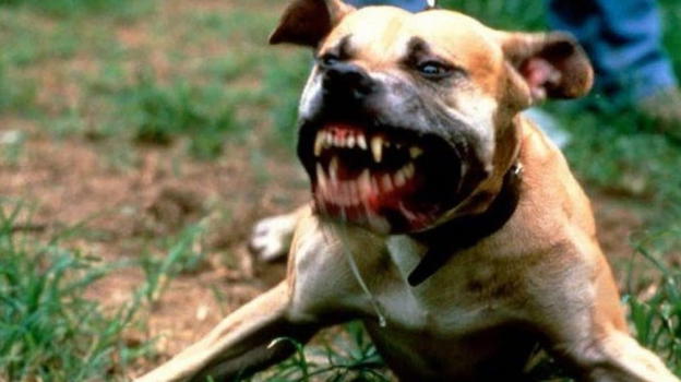 Sbranata viva dal proprio cane: azzannata in testa
