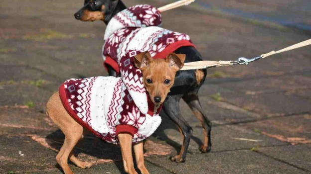 Cani a spasso, scatta l’ordinanza: sarà obbligatorio da domani