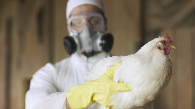 Virus aviaria, primo uomo contagiato: si teme il peggio
