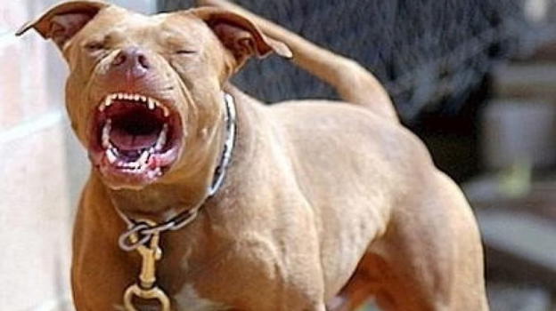 Italia in lutto, mamma e bimbo di 15 mesi sbranati da due pitbull