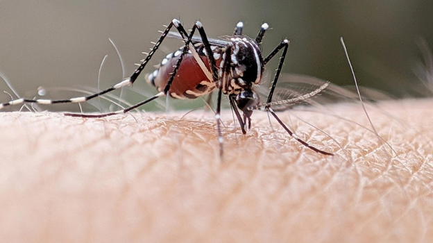 Febbre Oropouche, attenzione c’è il primo caso in Italia: questi i sintomi