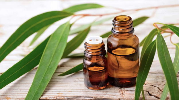 Tenere lontane le zanzare con l’olio di eucalipto
