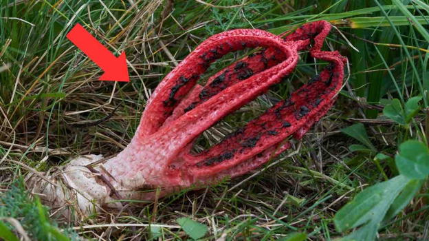 "Aiuto, c’è un mostro nel giardino", poi la scoperta assurda