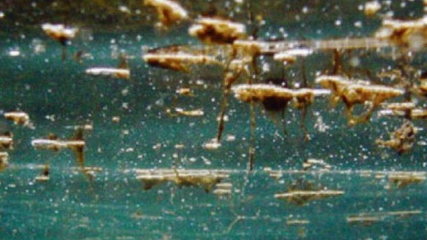 Inquietante scoperta nel mare italiano: scatta il divieto di balneazione