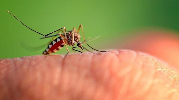 Addio zanzare, ecco il repellente casalingo più potente che c’è