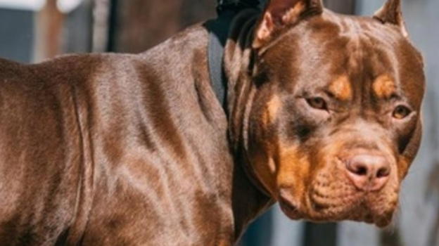 Sbranata viva dal suo stesso cane durante un attacco epilettico