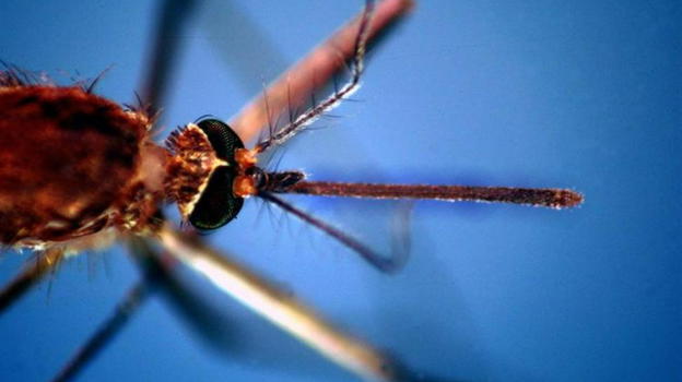 West Nile, primi decessi in Italia: attenzione a questi sintomi