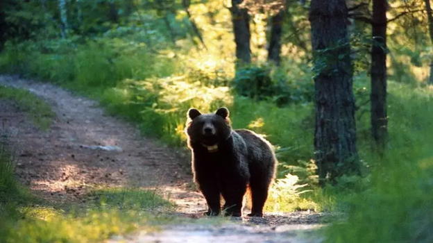 L’Orsa Kj1, firmata l’ordinanza: addio all’esemplare
