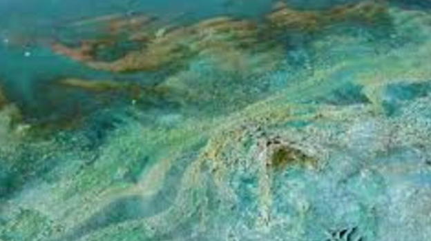 Divieto di Balneazione, c’è un’alga tossica nel mare italiano