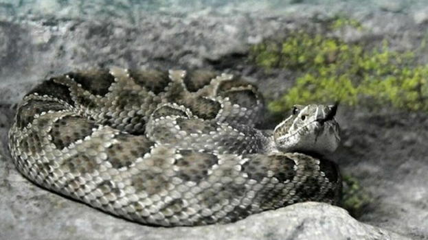 Allarme serpenti in Italia, l’esperto: "Cosa fare se ne vedete uno"