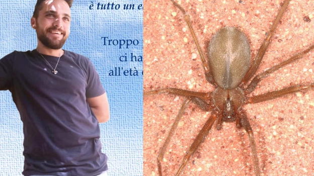Giuseppe deceduto da una puntura di ragno violino, l’esperto: "Ecco come mi sono salvato"
