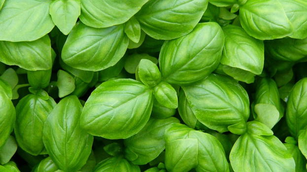 Basilico, il trucco dei giardinieri per farlo crescere