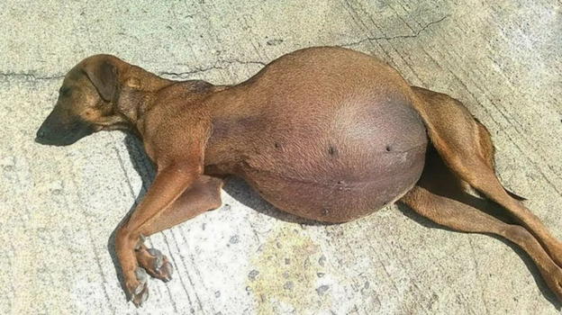 Cane si rifiuta di partorire. Il veterinario vede l’eco e rimane senza parole