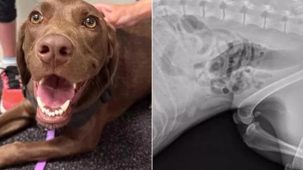 Stella ha mal di pancia, il veterinario non aveva mai visto nulla del genere in una radiografia