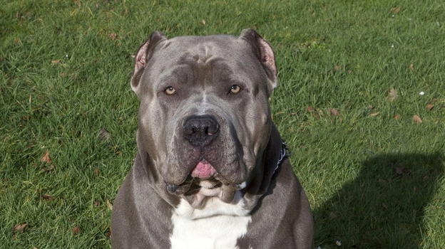 Bimba di 10 anni sbranata dal pitbull di famiglia: non ce l’ha fatta
