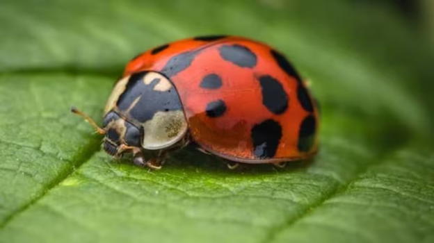 Cosa significa trovare una coccinella in casa