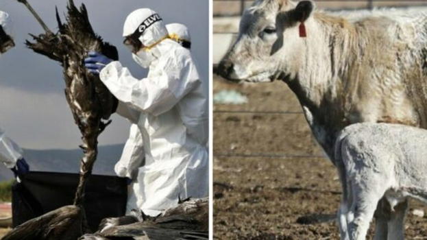 Primo caso di influenza aviaria in un uomo: dichiarato stato di emergenza
