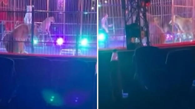 Paura al circo Orfei, leoni si ribellano al domatore durante lo spettacolo, pubblico in fuga