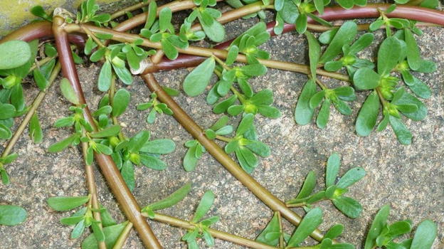 Se trovate quest’erba non calpestatela: è considerata come l’oro verde