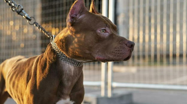 Azzannato dai suoi Pitbull mentre dorme, parla il veterinario: "Non è una…