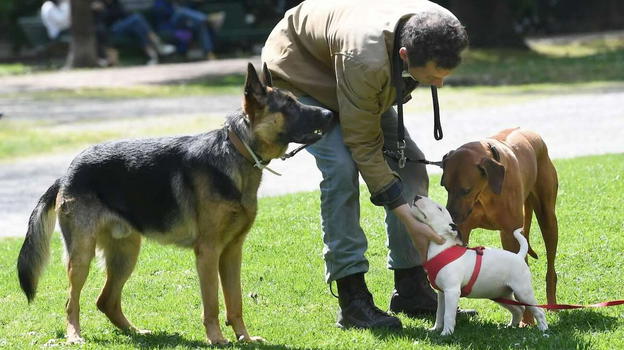 "Vietati i cani" La proposta che divide l’Italia