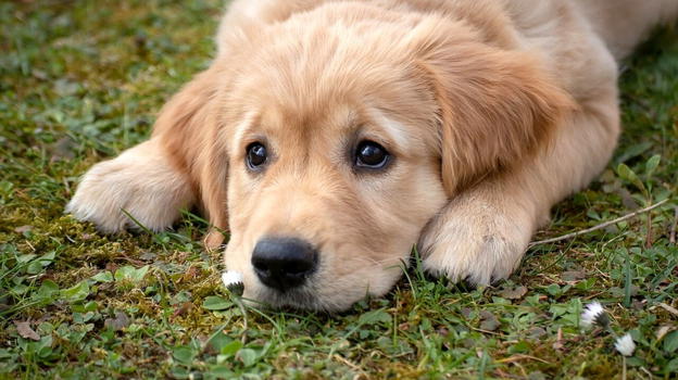 Se la prende con la cagnolina di famiglia per fare un dispetto alla moglie: le gli fa un video di 12 minuti