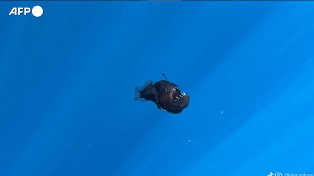 Avvistato il Diavolo Nero al mare: le immagini sono impressionanti