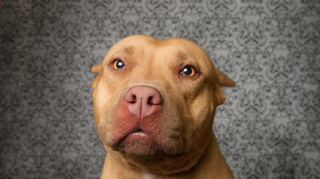 Bimba di 9 mesi sbranata dal cane, il padre confessa: "Il cane era..