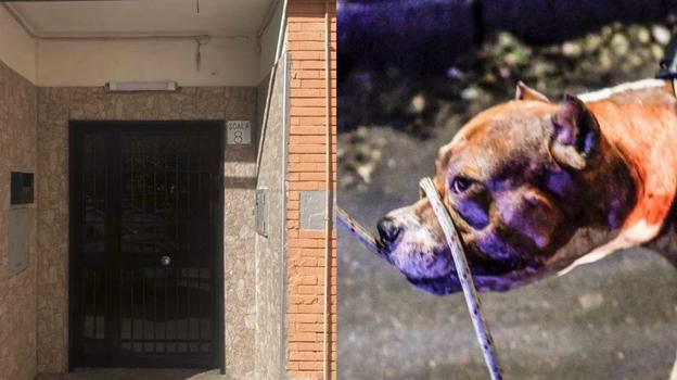 Bimba di 9 mesi sbranata dal pitbull, poco fa la scoperta sul padre