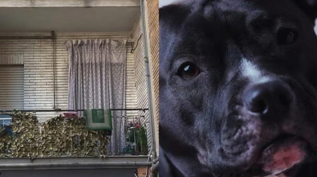 Bimba sbranata dal cane, la clamorosa scoperta: cambia tutto